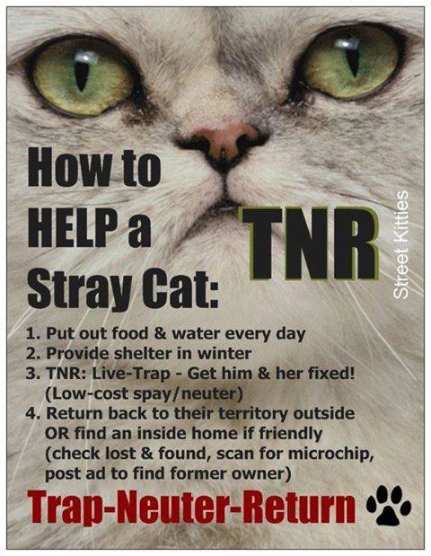 http://indyferal.org/content/images/help%20a%20stray.jpg
