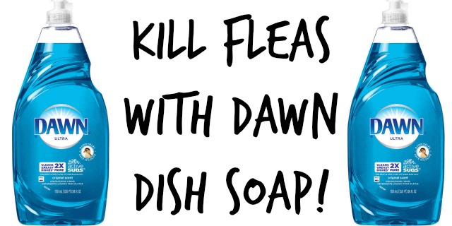 Original Dawn Dishwashing Detergent can kill outdoor fleas