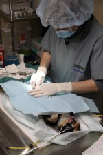 cat in surgery at a spay day clinic