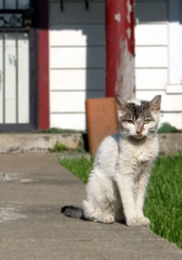 cat on walkway