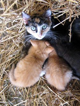 cat on with kittens