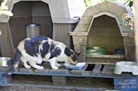 an unused doghouse makes a good feeding station